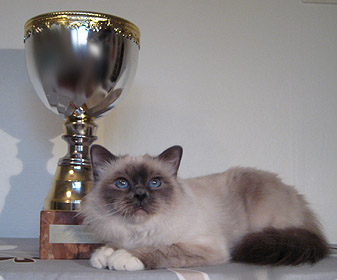 best birman Junior i Birmasellskapet as junior in 2008 - picture taken march 2009